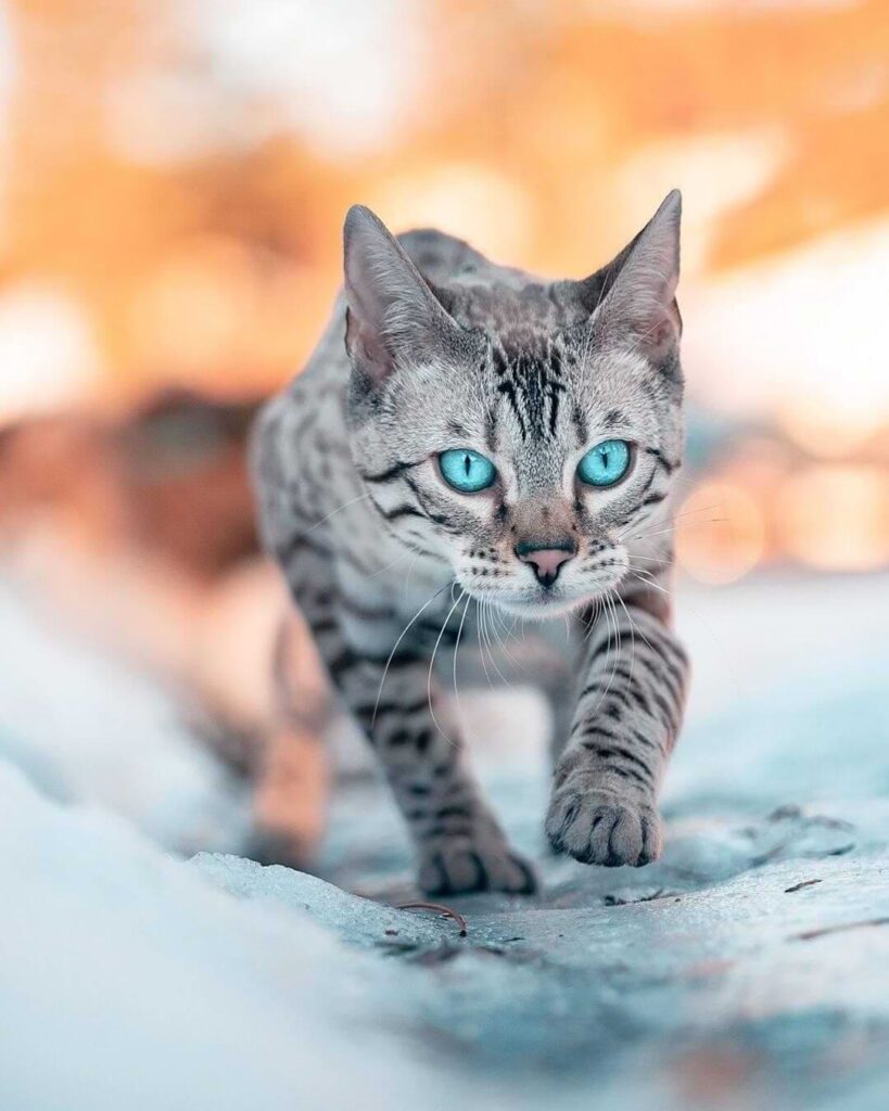 bengal cat with blue eyes