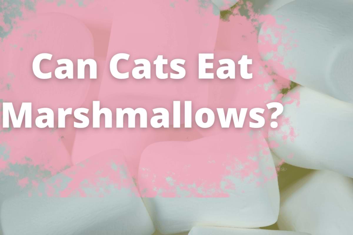 Can Cats Eat Marshmallows The Lovable Cat