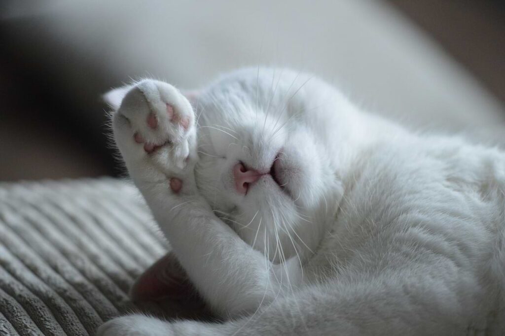 white cat covering his face while sleeping