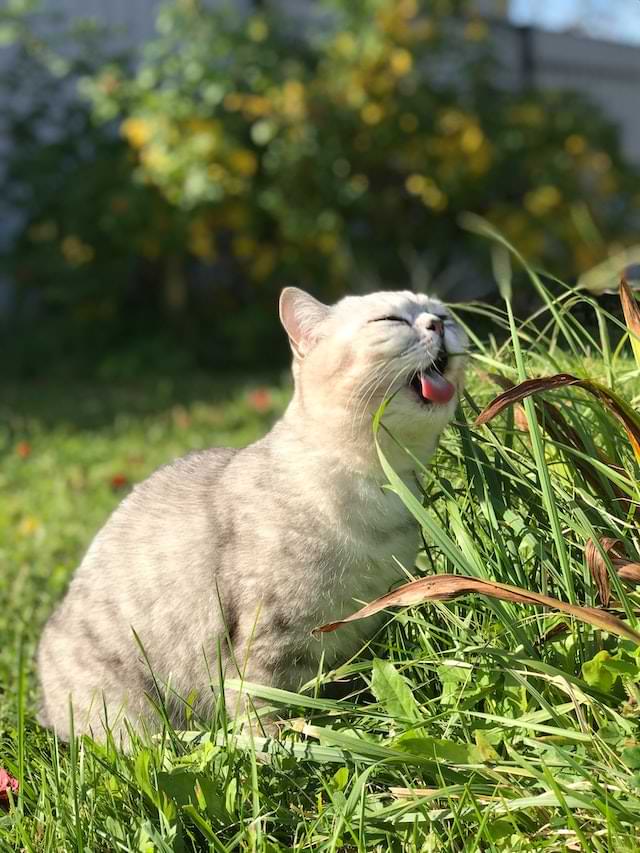cat eating plant