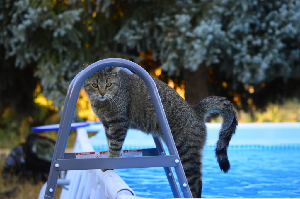 cat near swimming poll