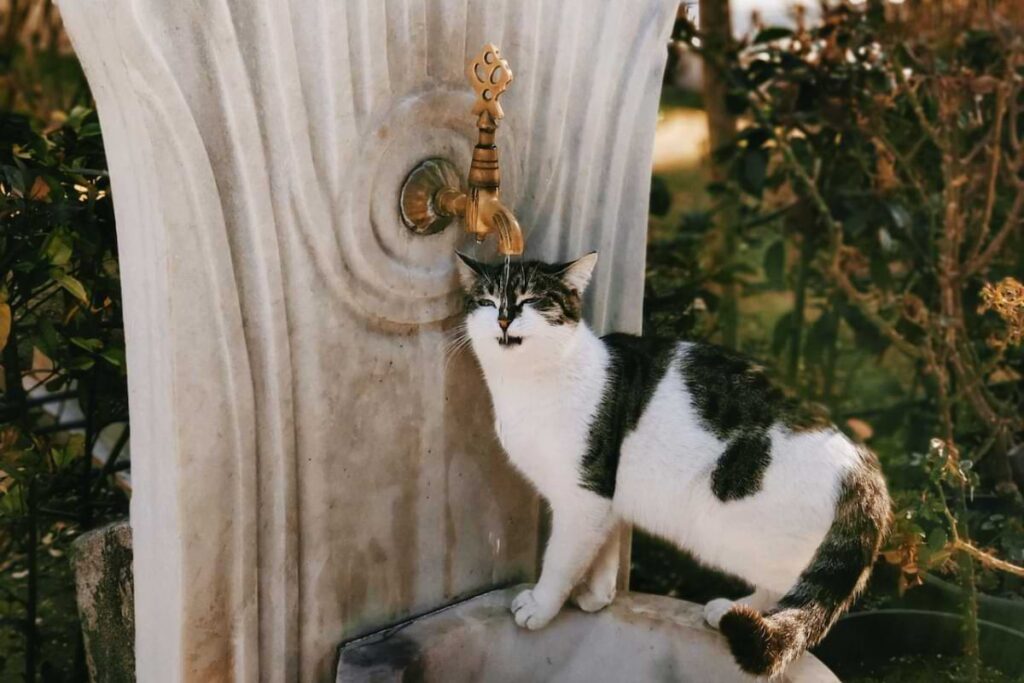 cat near water faucet