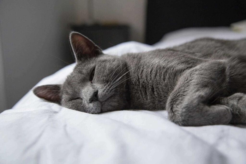 gray cat sleeping