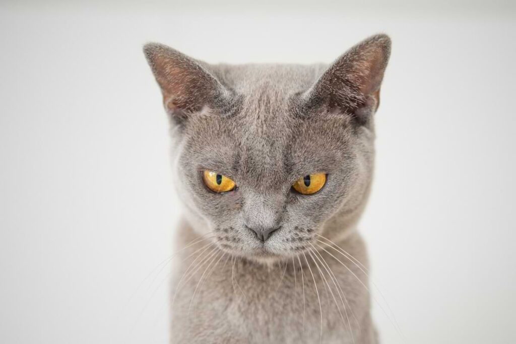 angry look gray cat