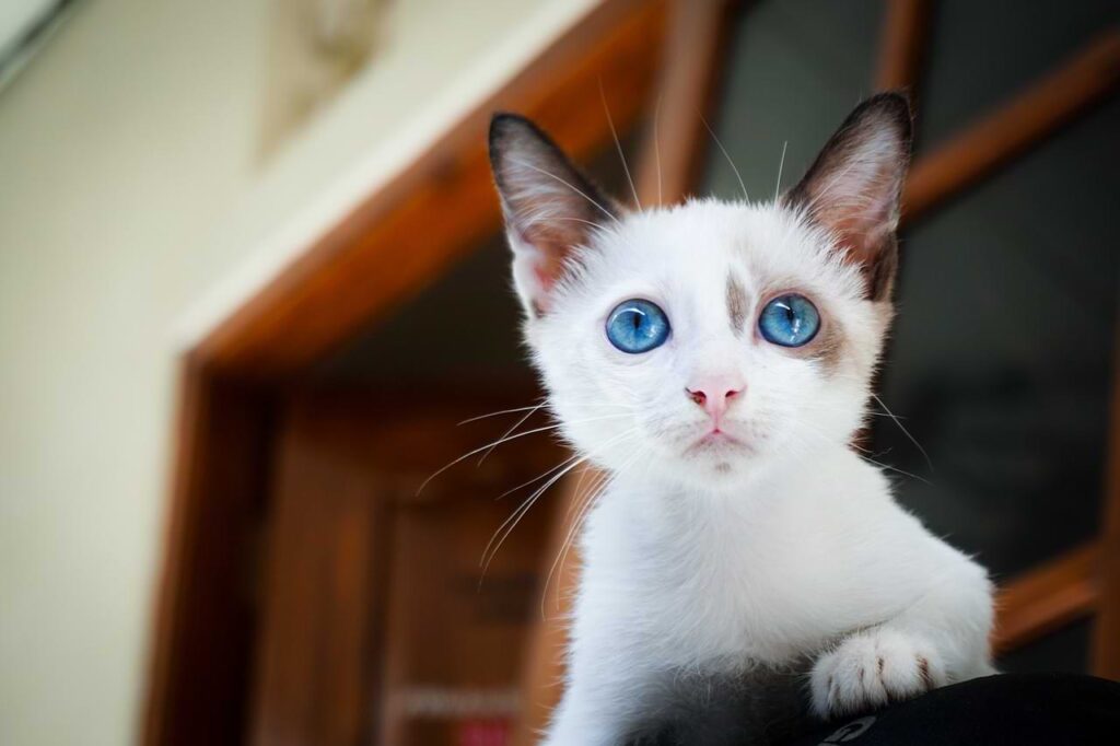 cat eye colors