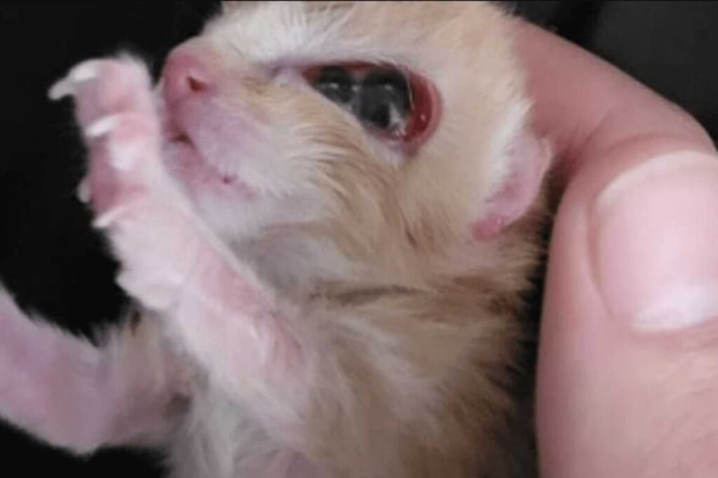 kitten with 3 eyes