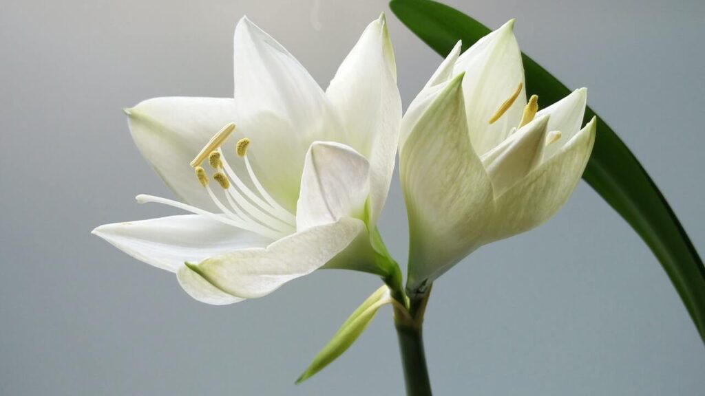 white lilies flower