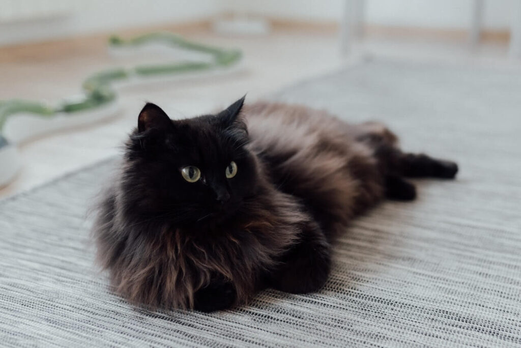 Black Colored Persian Cat