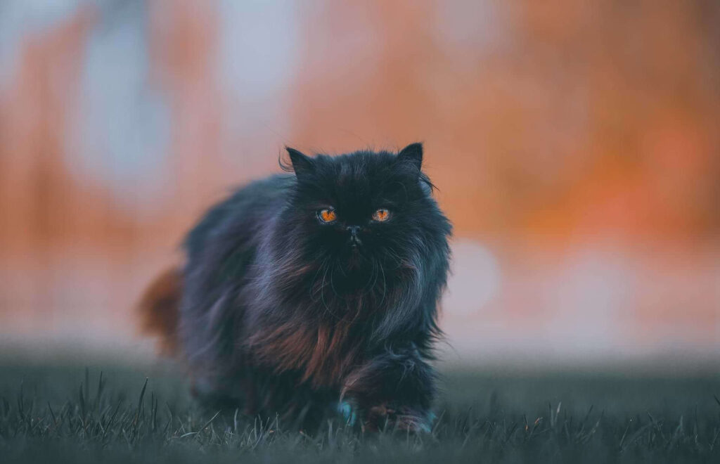 Persian Cat with Black Fur