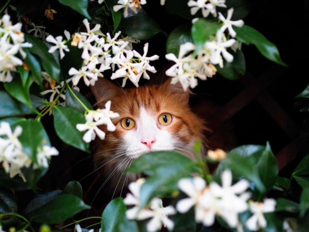 poisonous flowers to cats