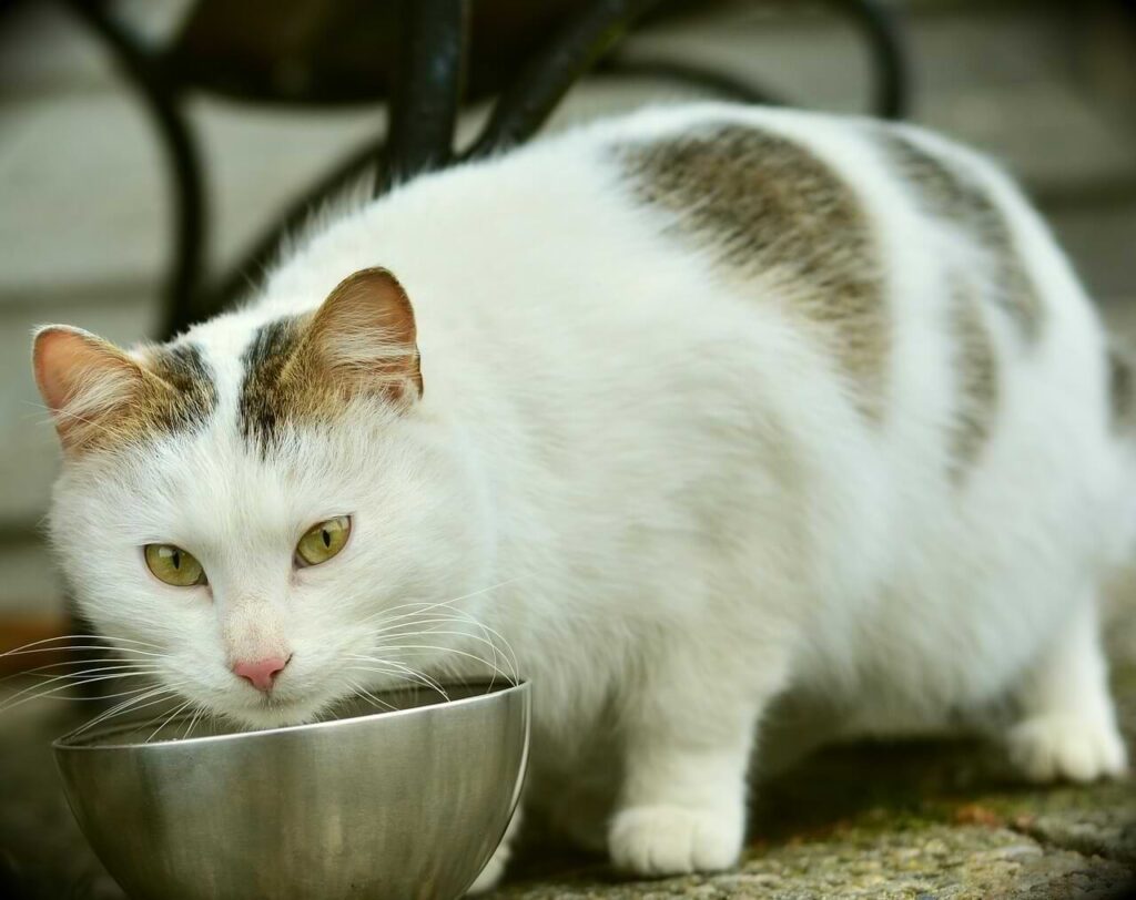 pregnant cat eating