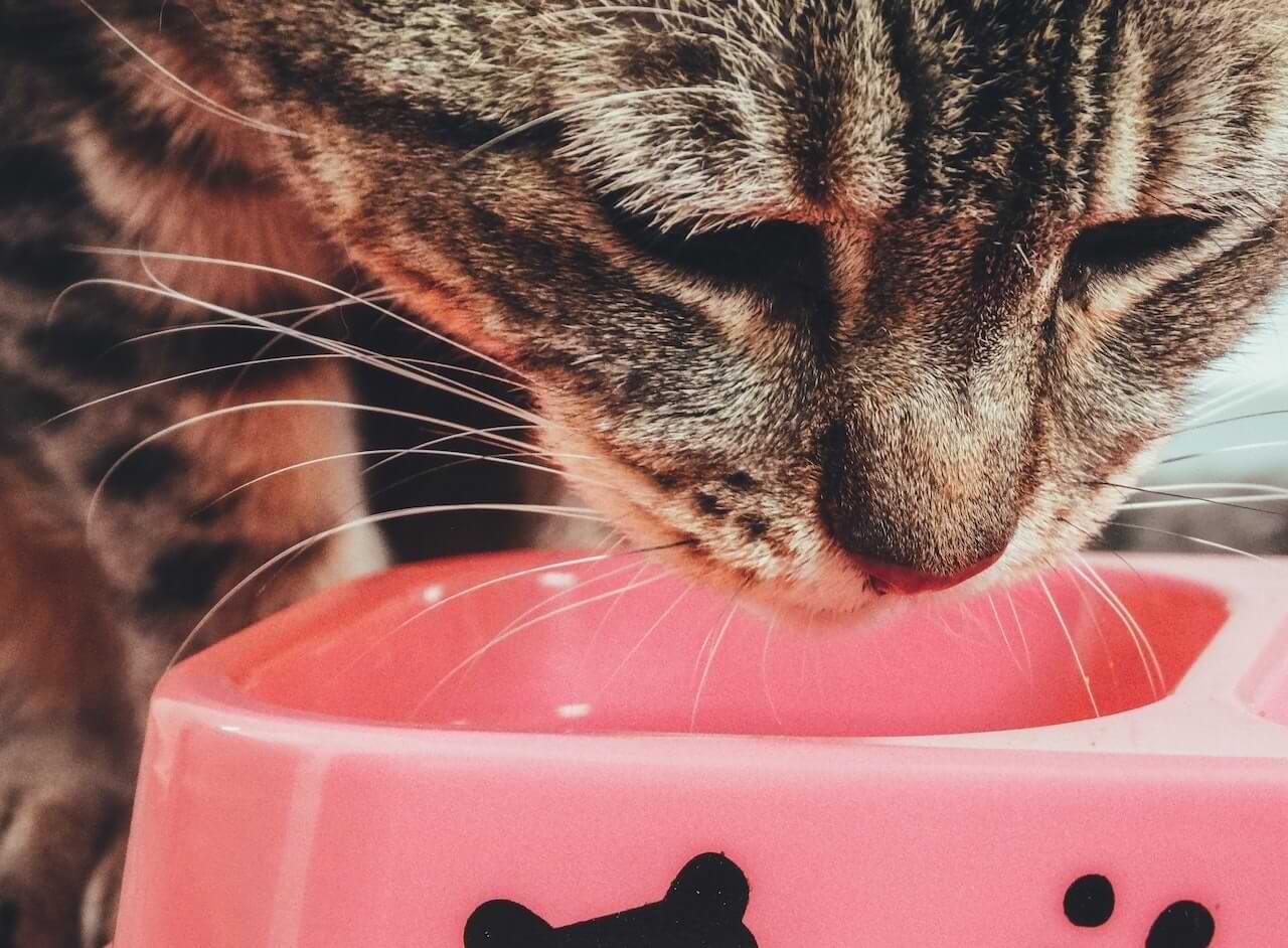 cat eating in a food bowl
