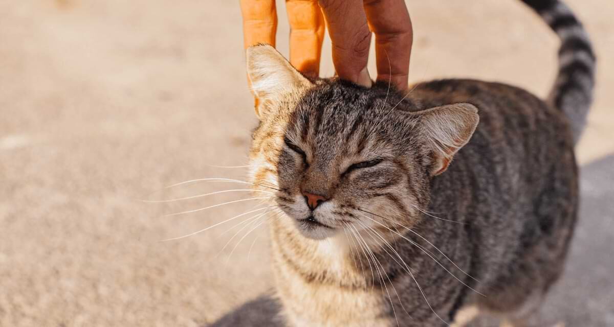 Are Cats Ticklish Like Humans? Learn More About Cat Behavior