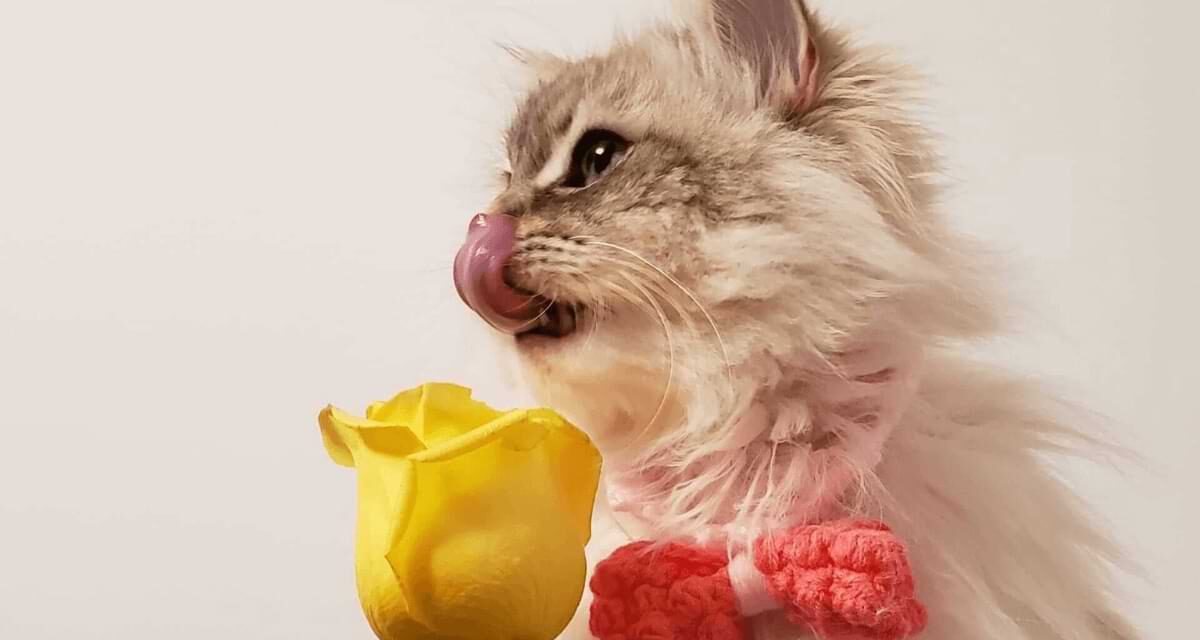 Are Roses Toxic to Cats?