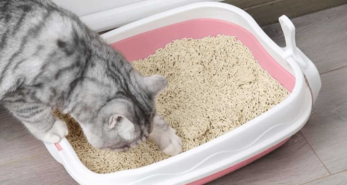 Here Are Your Best Cat Litter For Odor Control