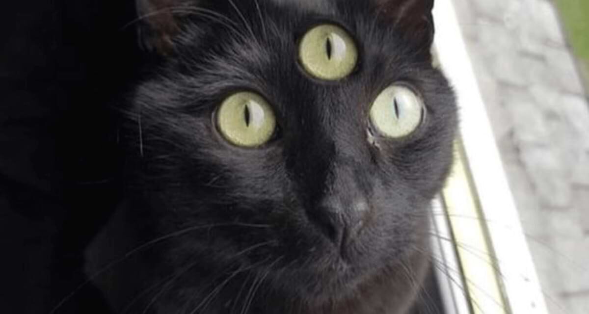 Is It Normal To Have A Cat With 3 Eyes?
