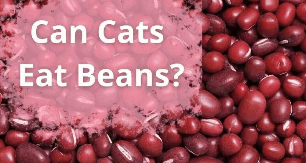 Can Cats Eat Beans?