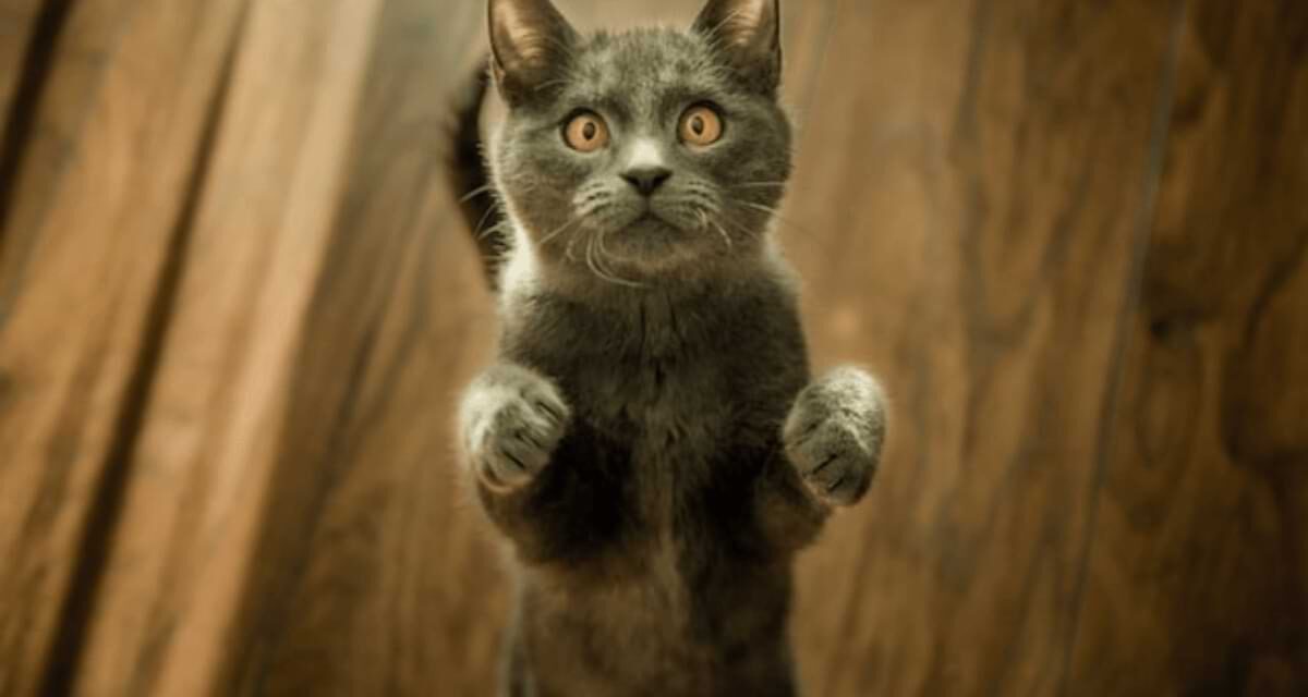 Is Your Cat Standing All The Time? Here Are The Reasons Why