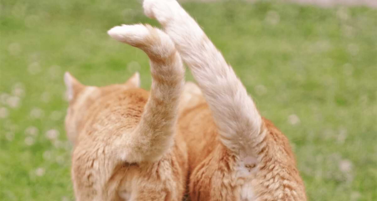 Cat Tail Wagging: Learn Its Meaning