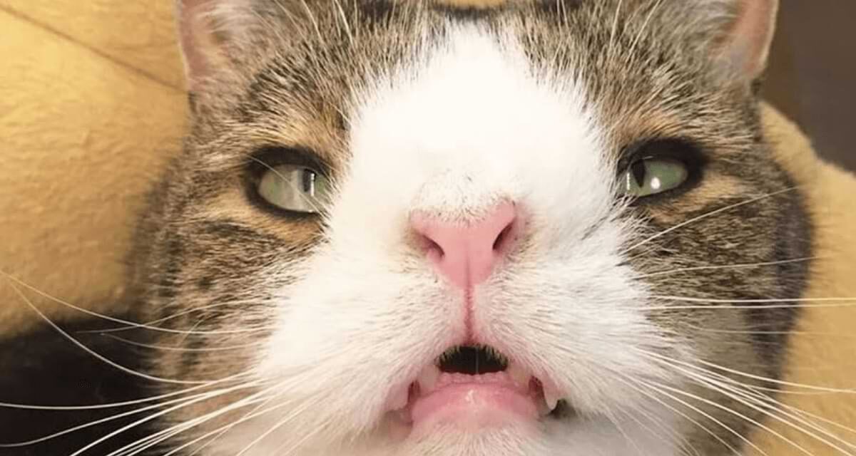 Is There A Cat With Down Syndrome? How To Take Care Of Them