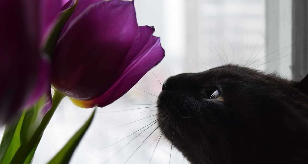 Flowers Poisonous to Cats