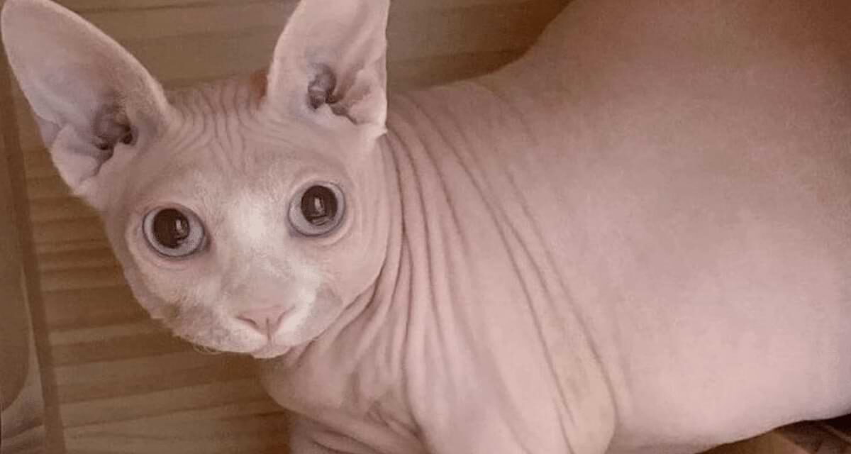 Things You Should Know About Having a Fat Hairless Cat