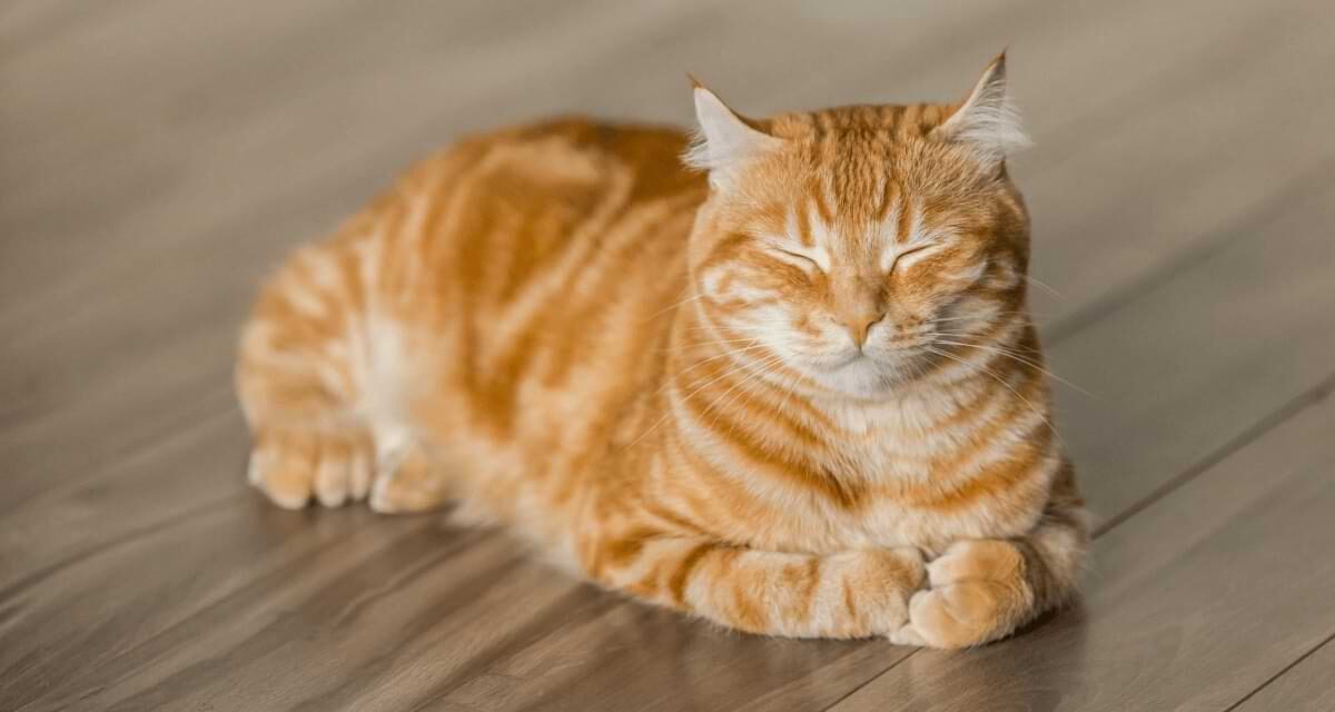 What to Do if Your Cat is Peeing Blood