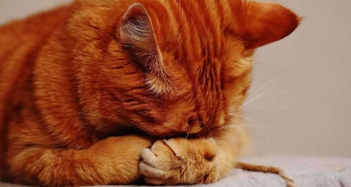 Learn Why Cats Cover Their Face When They Sleep
