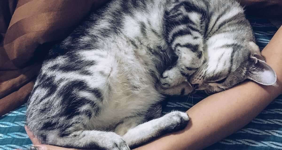 Why Does My Cat Sleep Between My Legs?