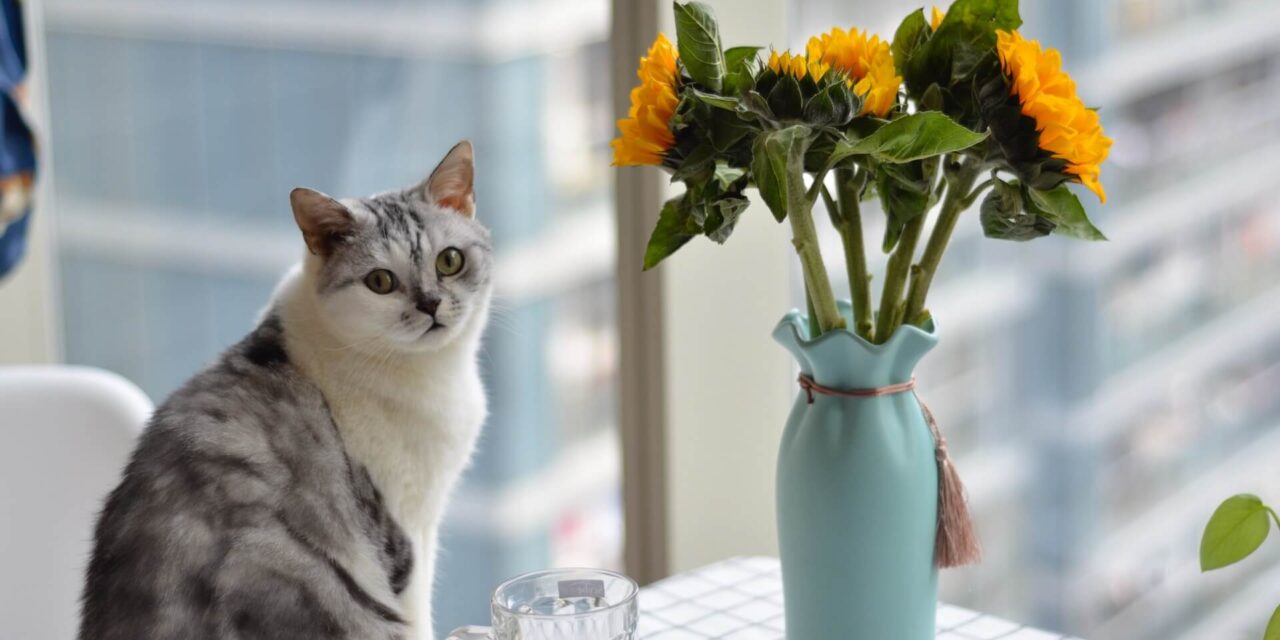 Are Sunflowers Toxic To Cats? Let’s Find That Out!