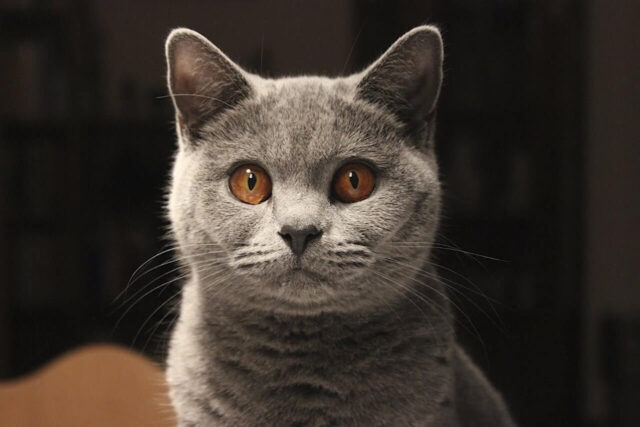 British Shorthair Cats: A Comprehensive Guide