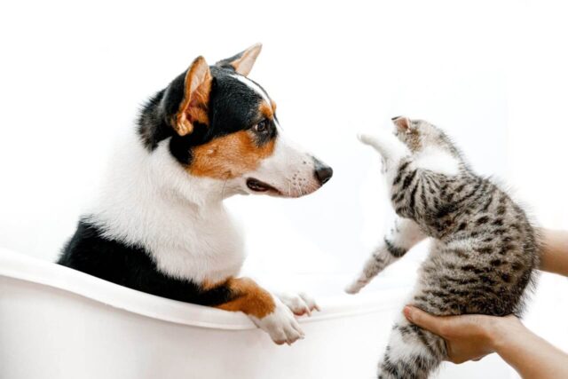 Why Do Cats and Dogs Fight? & How to Stop Them?